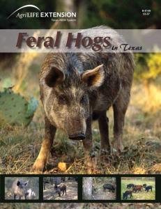 Feral Hogs in Texas - Coping with Feral Hogs