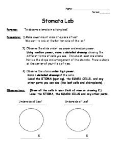 Stomata Lab